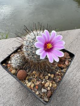 Preview: Mammillaria insularis